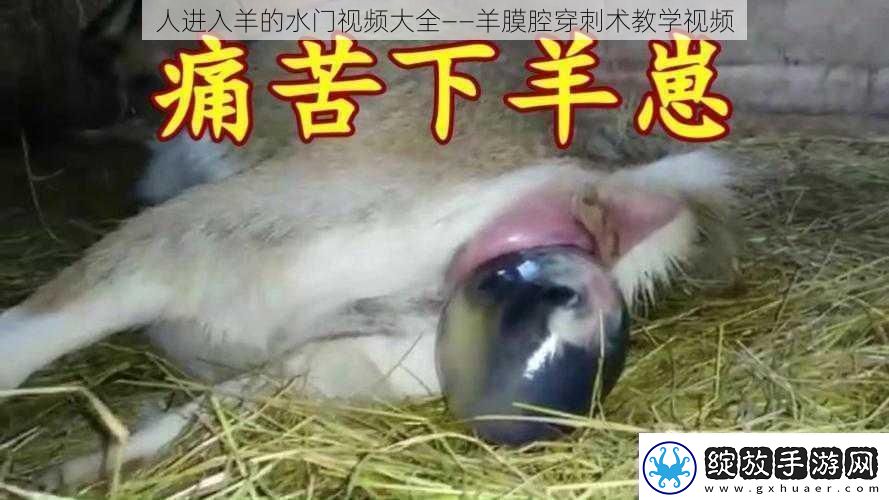 人进入羊的水门视频大全——羊膜腔穿刺术教学视频