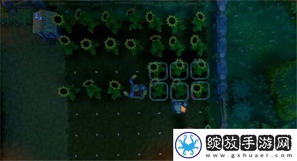 露玛岛优先种植的10种农作物有哪些
