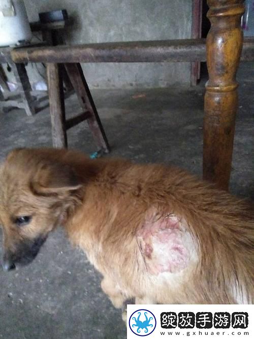 狗狗的东西又硬又烫又臭