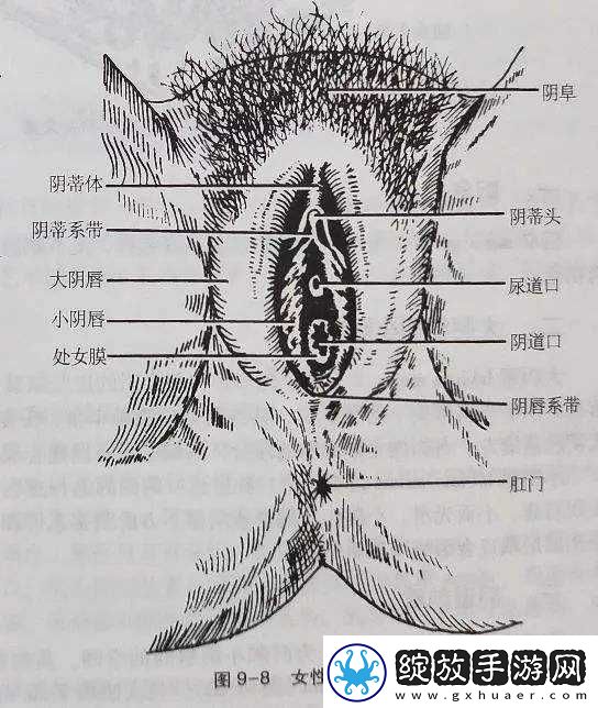 大荫蒂为何又大又长又硬又紧又粗令人惊叹不已