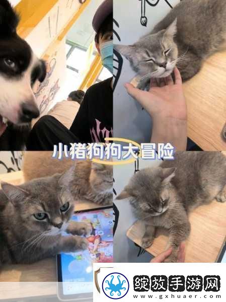 街头猫咪大冒险