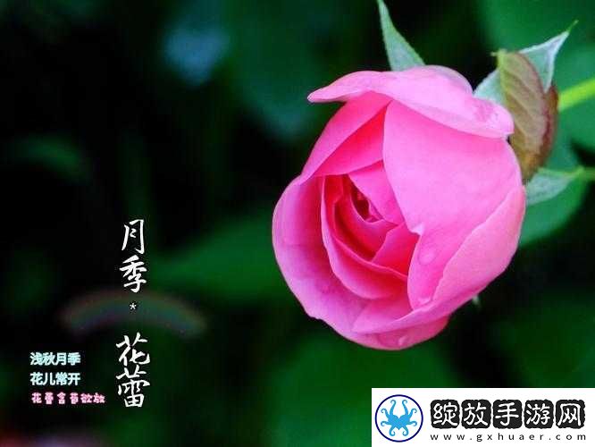 探索纳西妲私密之处