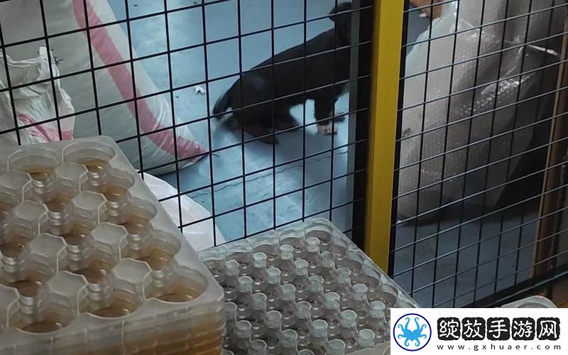工厂里流浪狗的奇异纪事