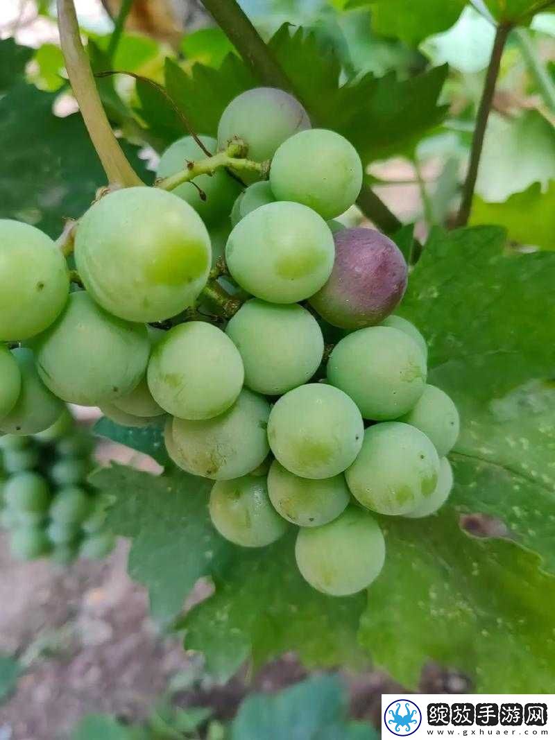 番茄黄瓜丝瓜草莓秋葵大全之美味食材大集合