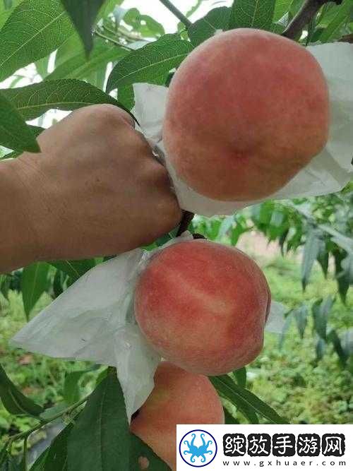 水蜜桃
