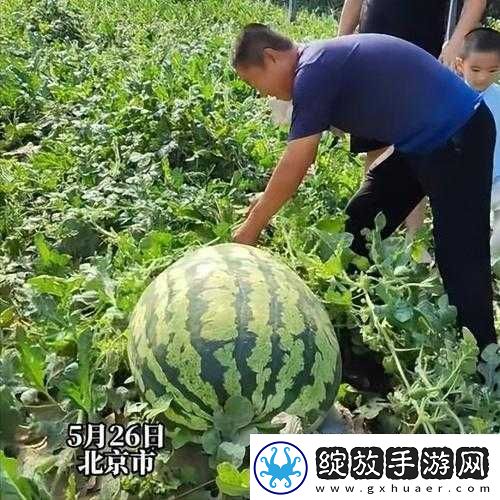 呱呱大爆料往期瓜合集