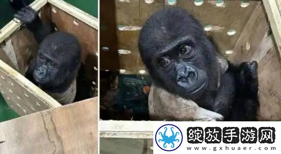 土耳其机场发现被**的大猩猩幼崽