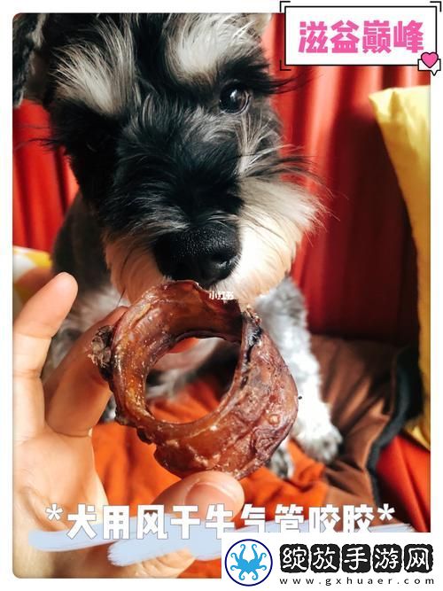 后美国人与动物胶配方大全图片