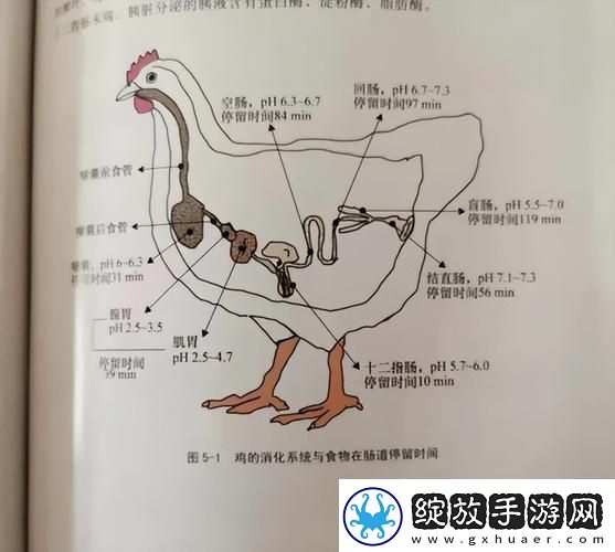 超级肉禽系统来袭