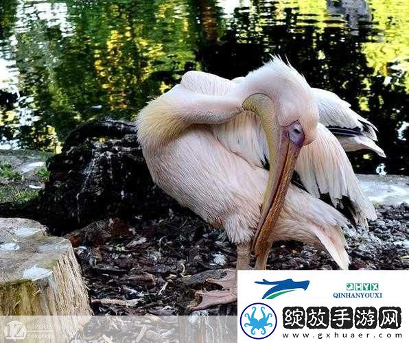 ZOOM动物