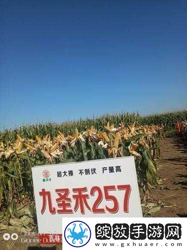991精产三产区区别首次亮相震撼登场