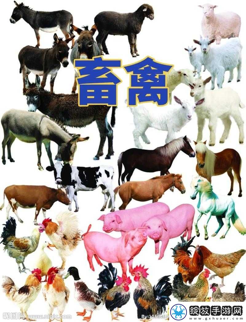 人与畜禽