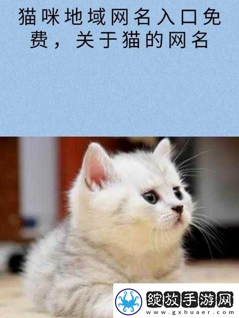 猫咪最新地域名怎么取