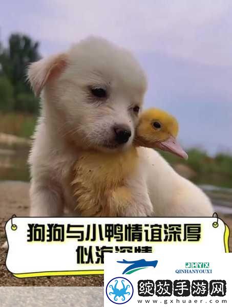 人物与动物交互