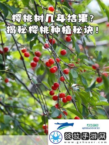 樱桃cherry官
