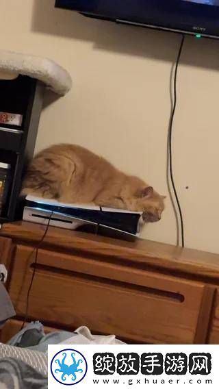 猫猫趴在PS5上不愿离开！玩家