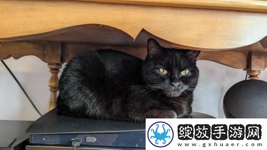 猫猫趴在PS5上不愿离开！玩家