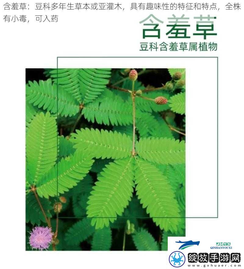 含羞草