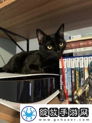 猫猫趴在PS5上不愿离开！玩家