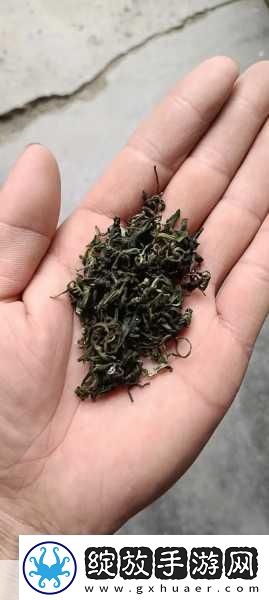 成都新茶嫩茶wx600