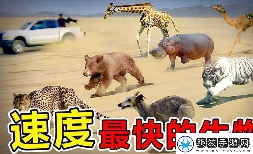 美国