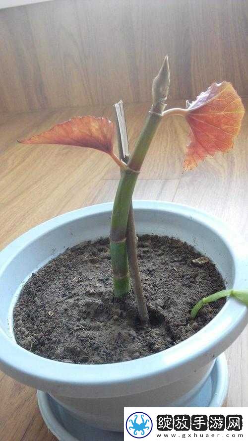 在床上的