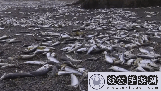 北海道一沙滩现大量死鱼