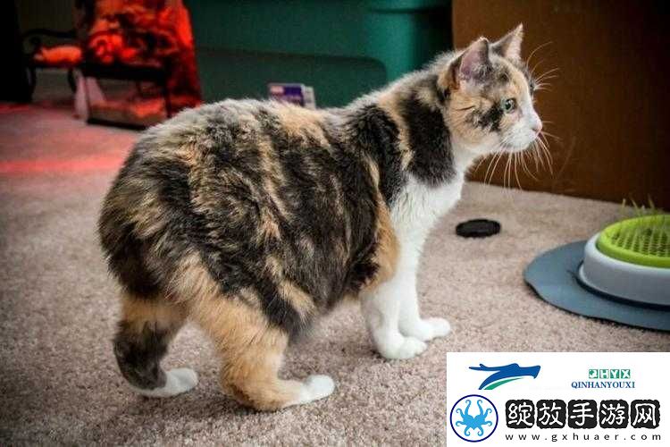 塔科马AR猫世界深度探索
