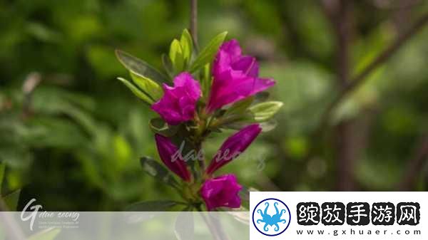 野花日本韩国视频免费高清观看宣布免费1.野花日本韩国视频免费高清观看畅享精彩内容