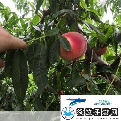 红桃国产