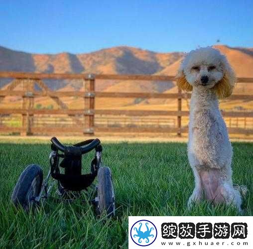 在鼓蓬蓬的牦户之乐中感受生命的力量与美好