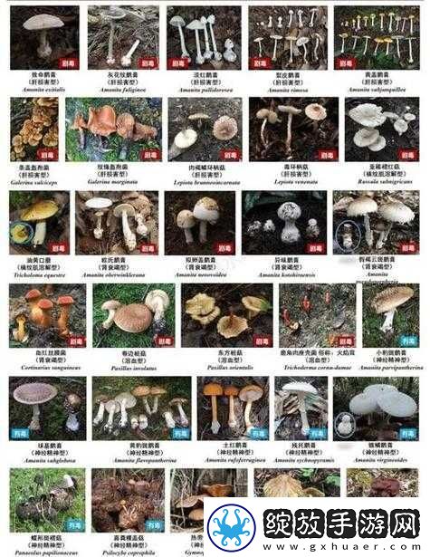 蘑菇科普