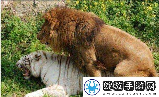 人与**配