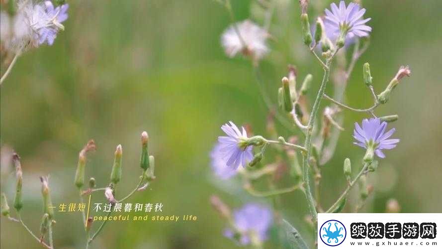 野花高清完整版免费观看视频大全