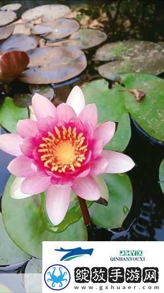 女性半夜莲花开放的治疗方法