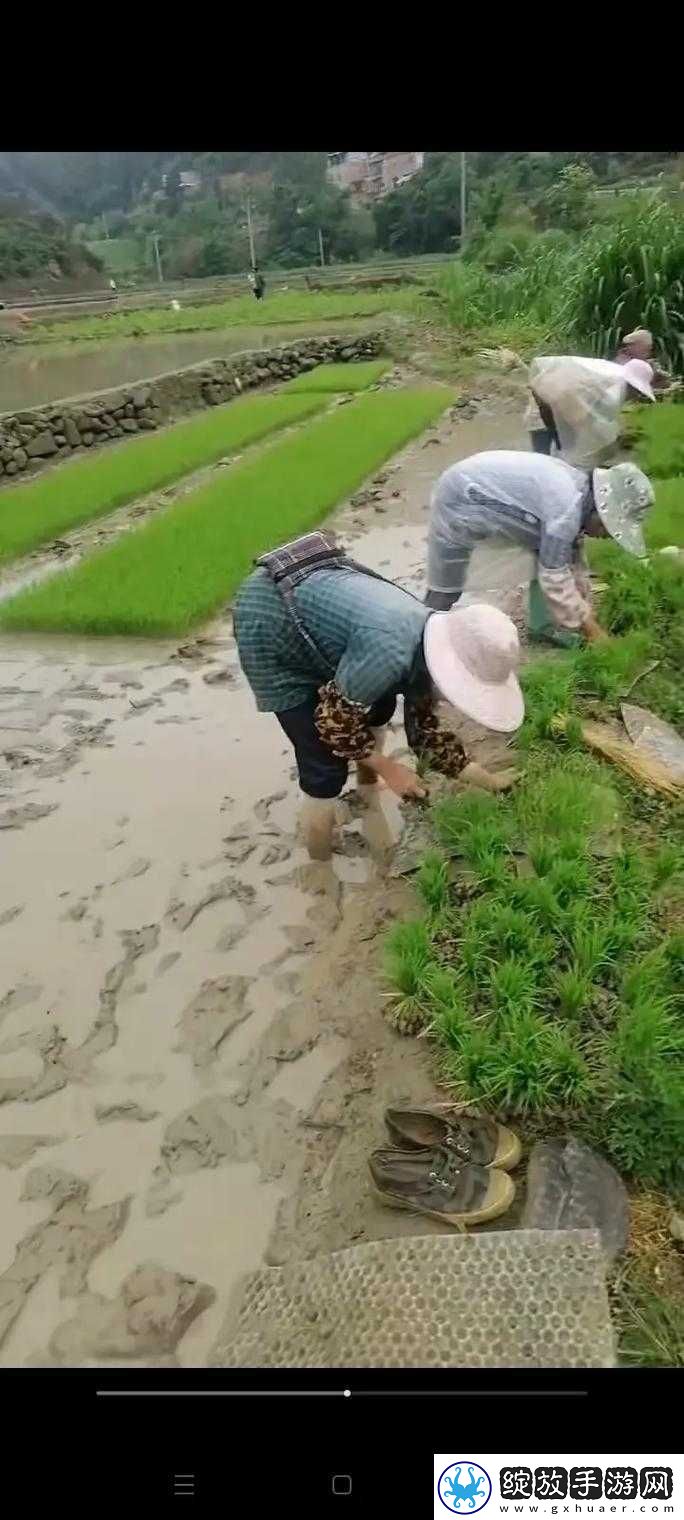 老公和老婆一起插秧什么意思啊