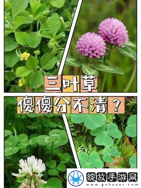 成品人和精品人的区别四叶草中如何体现
