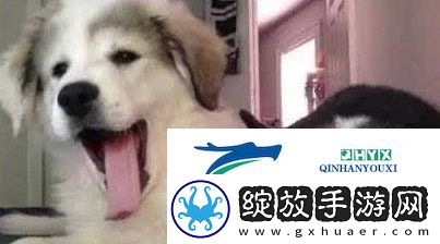 狗都嫌弃的年龄是什么梗网络用语狗都嫌弃的年龄梗意思及出处分享