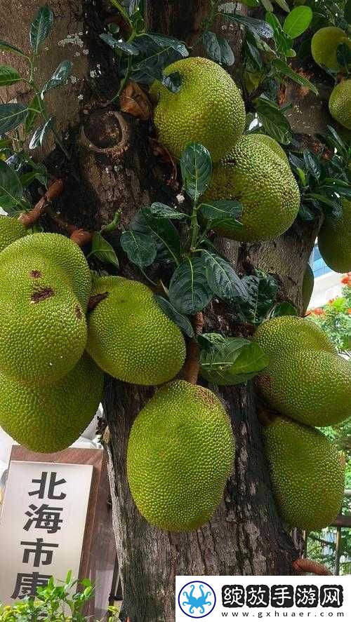 菠萝菠萝蜜视频免费高清观看