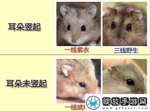 欧洲无线一线二线三线区别