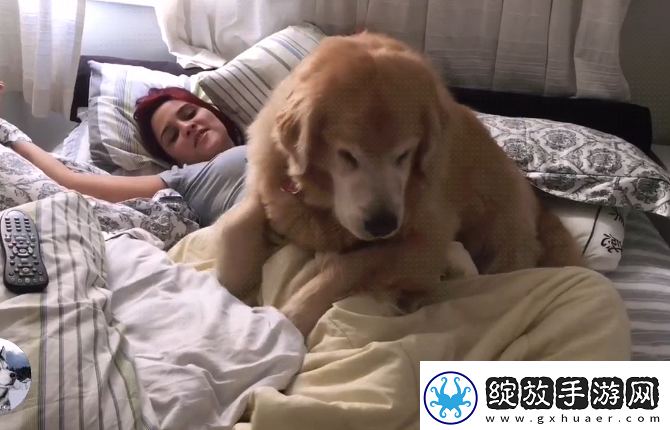 和金毛做了四年都没事人