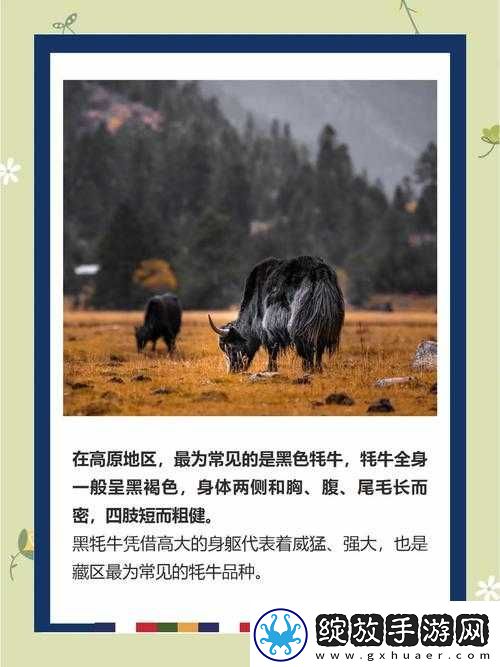 鼓蓬蓬的牦户
