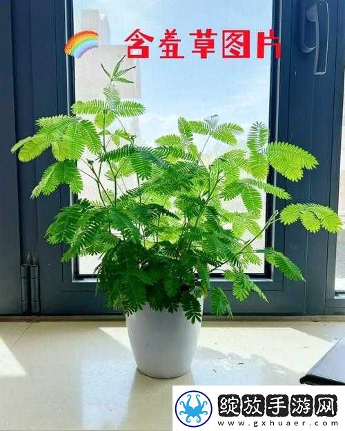 含羞草