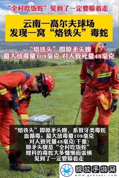 云南腾冲发现一窝烙铁头