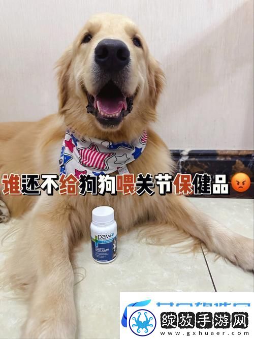 探索“人狗胶配方大全狗狗一”
