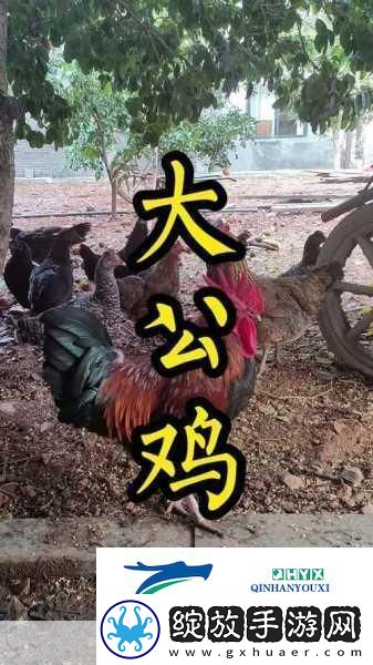 大侠立志传鸡环获取全攻略