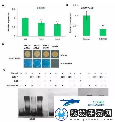 探索杂交BUCSM人类SSBA的科学意义与未来发展