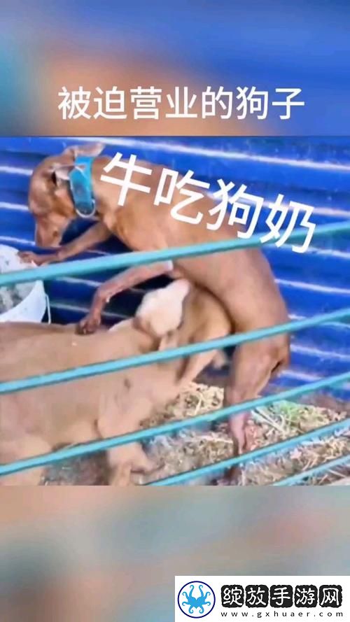 公天天吃我奶躁我网友