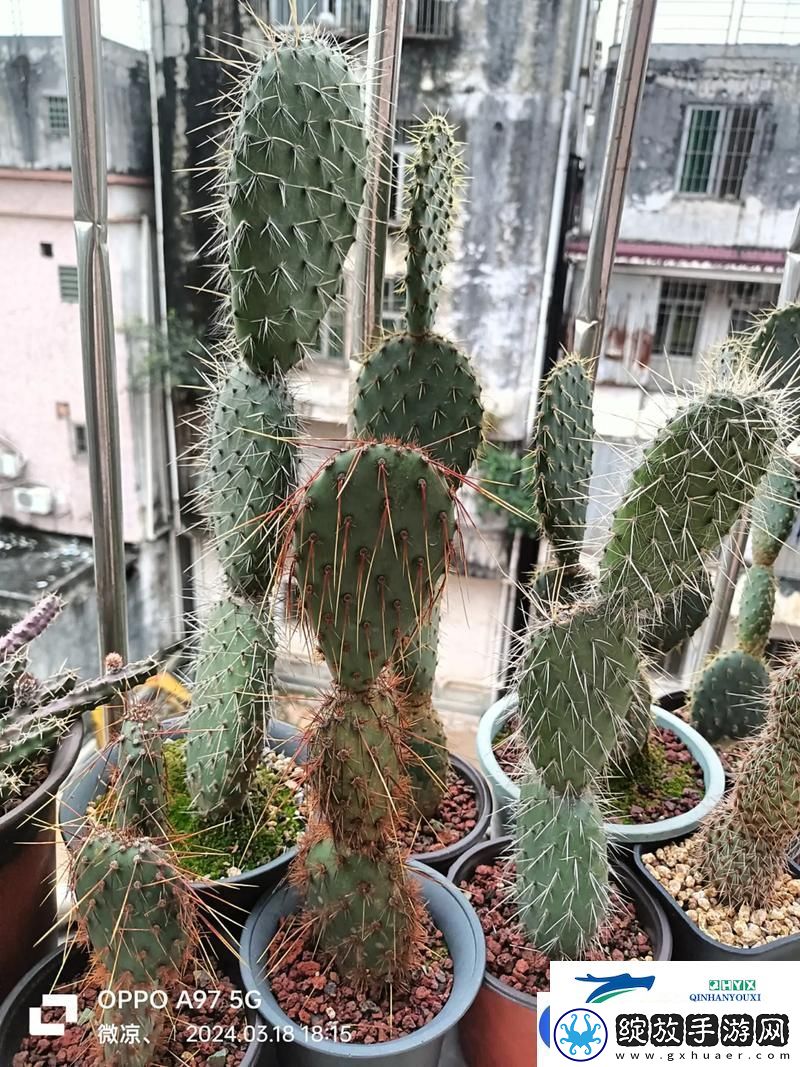 仙人掌嘿呦嘿呦APP站提供快速更新链接是你的最佳选择