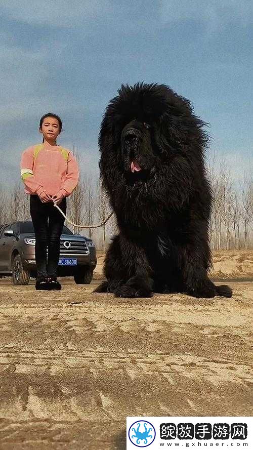 震惊藏獒为何会吃主人